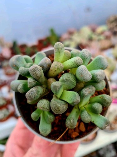 Aloinopsis schooneesii - aloinopsis, |
