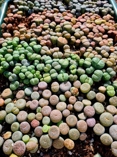 Lithops living stones - lithops, pick