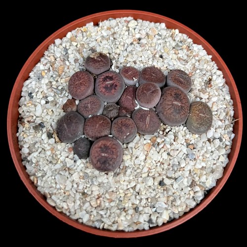 Mixed lithops colony group - lithops,