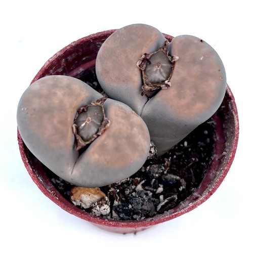 Large lithop living - lithop,