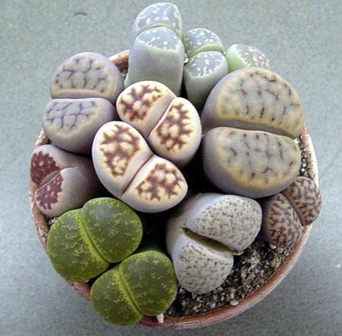 Lithops living stones 50 - lithops,