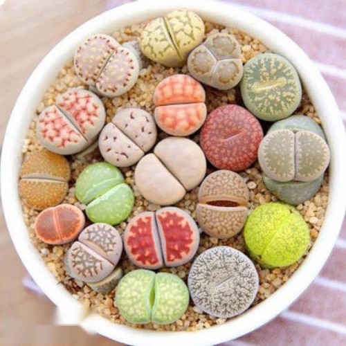 10x mixed lithops living - 10x,