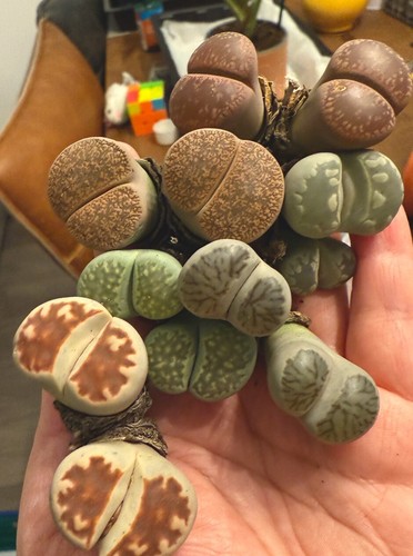 Large double head lithops - head,