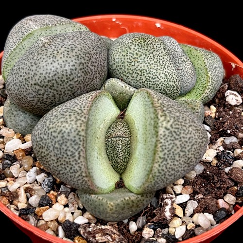 Pleiospilos nelii split rock - nelii, rock'
