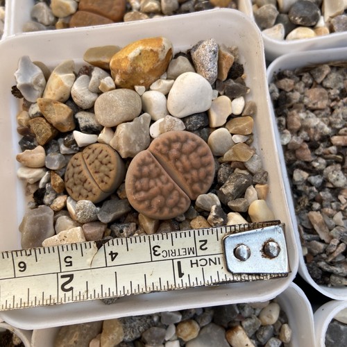 Lithops living stones pcs - lithops.,