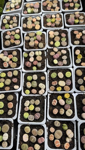 Colourful lithops 9 - colourful,