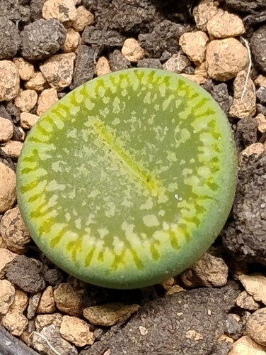 Succulent lithops aucampiae - lithops,