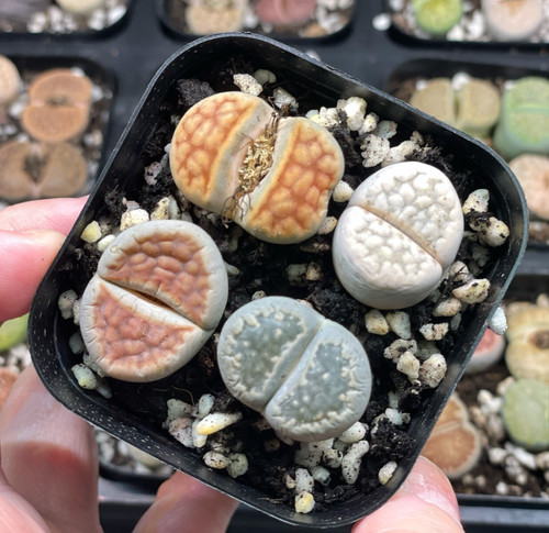 4pcs lithops living - lithops, stones