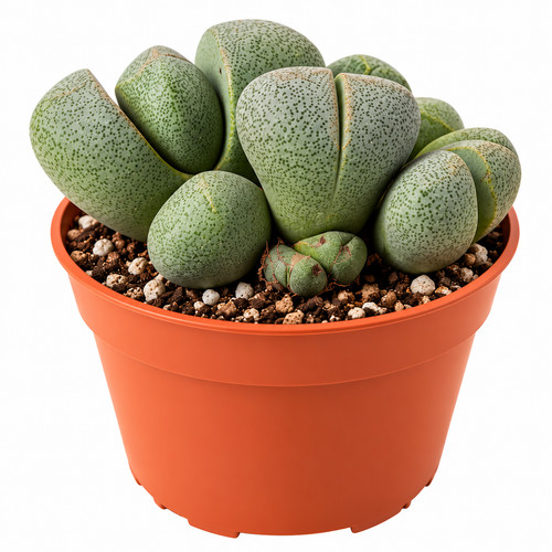Pleiospilos nelii split rock - pleiospilos,