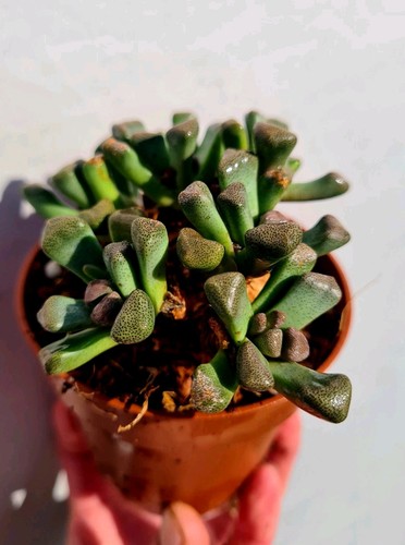 Aloinopsis schoonesii living - aloinopsis,