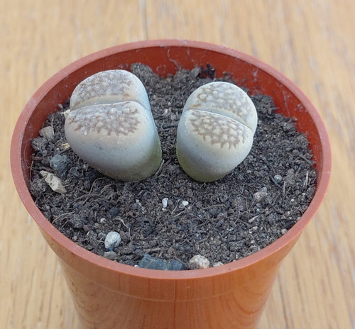 Lithops hallii 053 - lithops, f.053