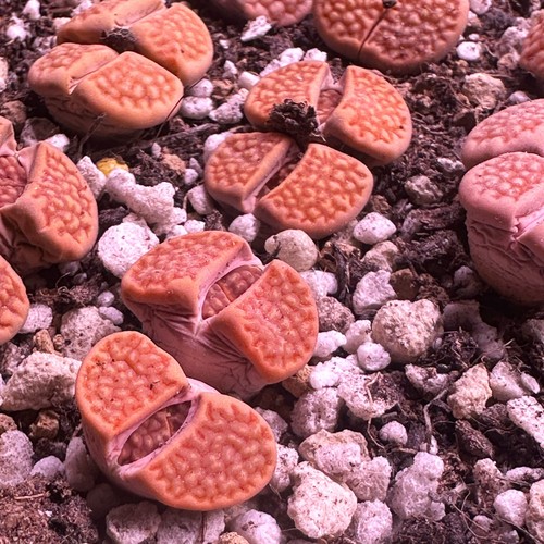 Double head orange red lithops - double,