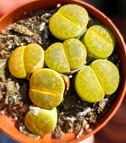 Lithops stunning - lithops, (pot