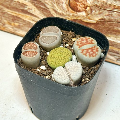 5pcs single head - 5pcs, lithops