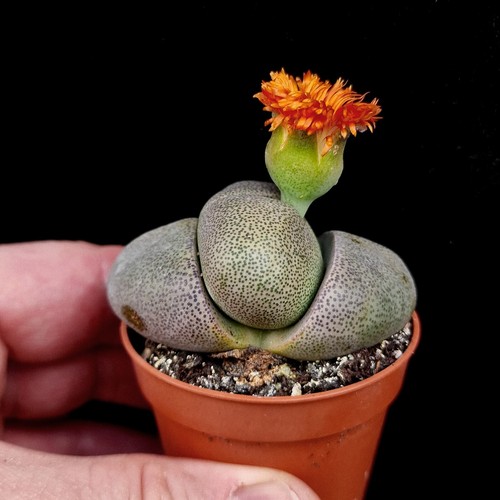 Pleiospilos nelii split - nelii, 'split