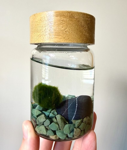 Marimo moss ball - ball, terrarium
