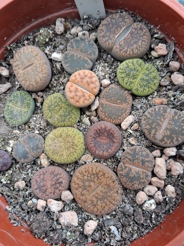 Lithops living stones - lithops, 10