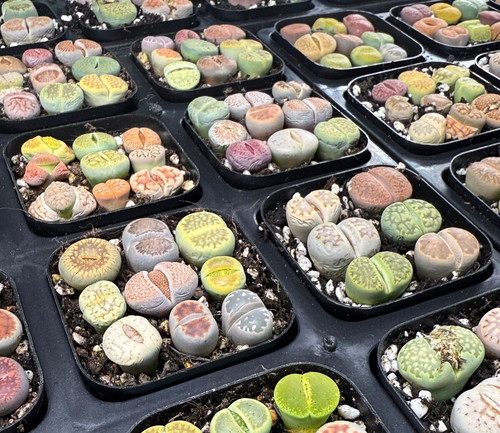 Lithops living stones in pot - -,