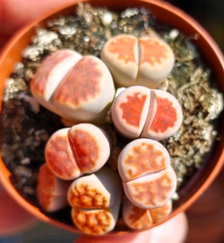 Lithops stunning - c),
