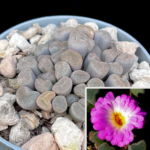 Frithia pulchra fairy - frithia, 'fairy