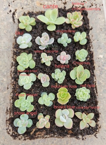 Mixed rare baby succulent - 25,