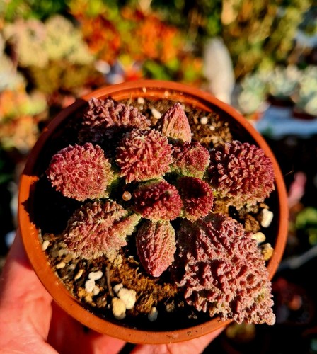 Adromischus marianae herrei - f.,