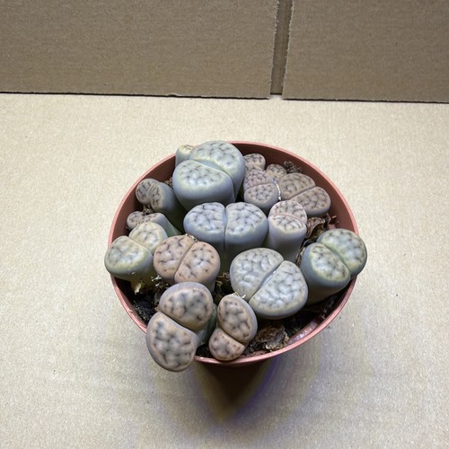 Mixed pastel lithops group - mixed,