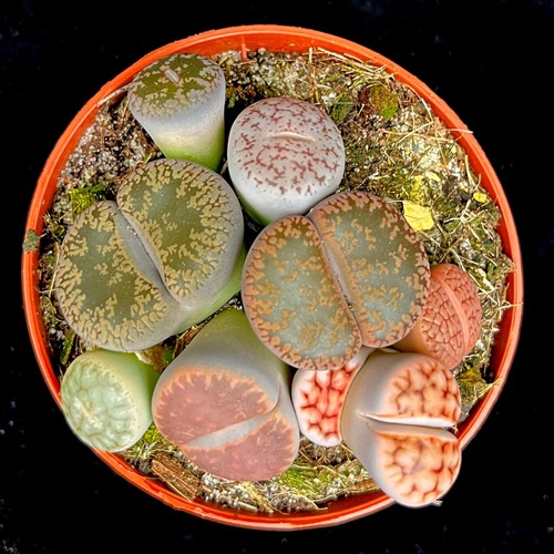 Mixed lithops variety living - lithops,