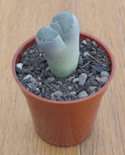 Lithops salicola 322 - lithops,