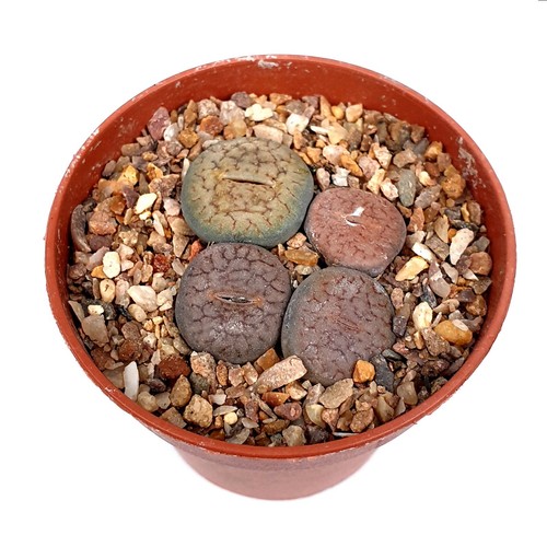Mixed lithops group - lithops, living