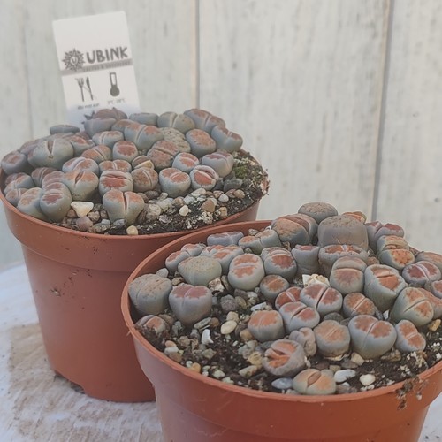 Lithops living stone - lithops,