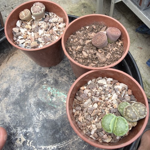 Succulent lithops living - (,
