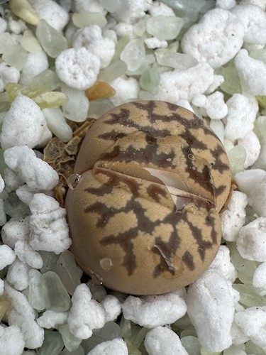 Lithops living stone - living,