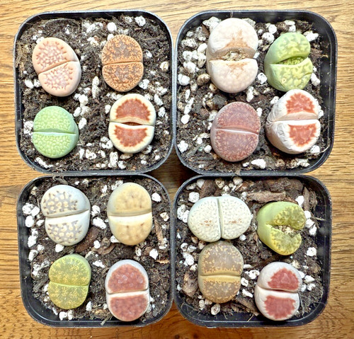 Pots lithops 4 lithop - 1,