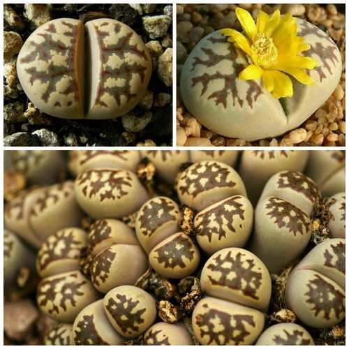 Seeds lithops dorotheae - lithops,