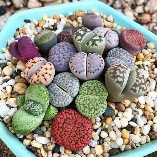 Lithops mixed seeds 20 - mixed,