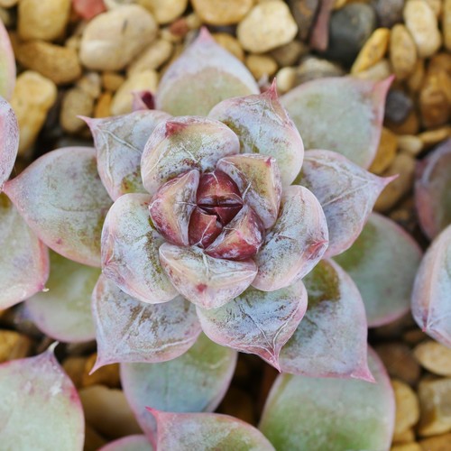 Echeveria uranus stone - stone, 4cm