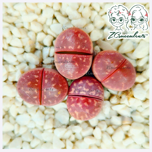 Lithops