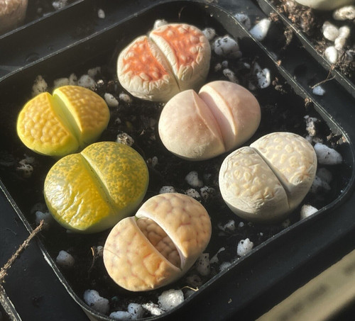 6pcs lithops living - lithops, stones