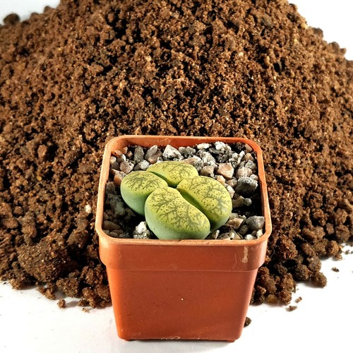 1ltr specialist lithops - specialist,