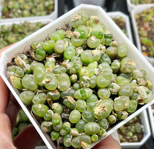 Green maughanii rare - maughanii,