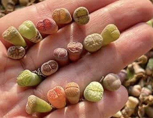 Mixed lithops living - mixed,