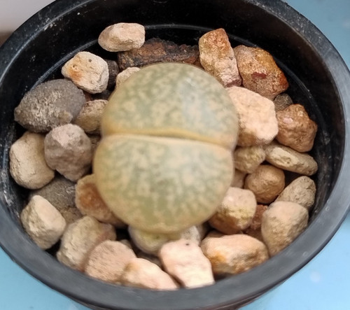 Succulent lithops lesliei - lithops,