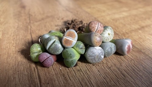 Mixed lithops living - x,