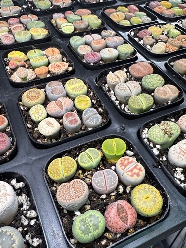 Lithops living stones in - -,