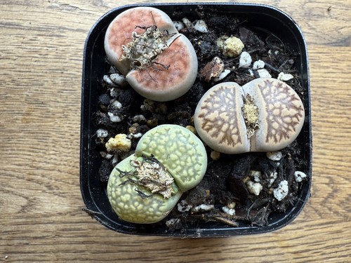 Mixed large lithops - large, 2.5-3.0