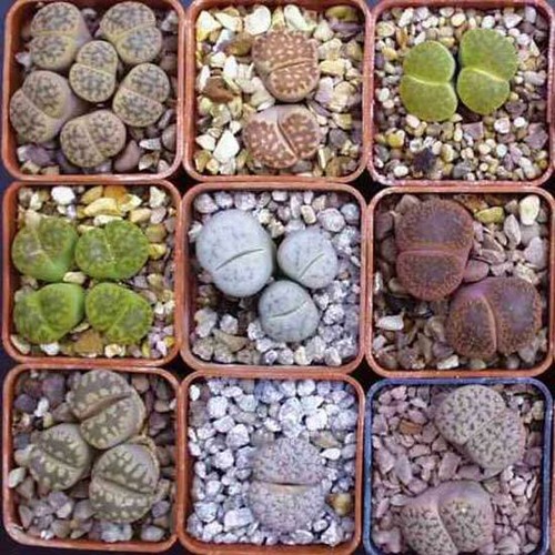 Lithops mixture seeds - mixture, 50