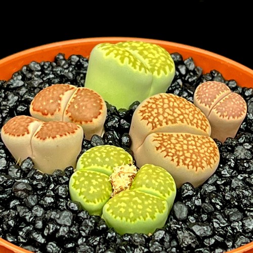 Mixed green bean - lithops, group