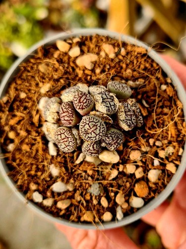 Conophytum minimum - conophytum,