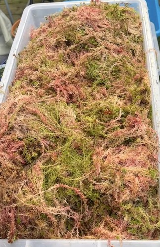 Fresh live welsh sphagnum moss - fresh,